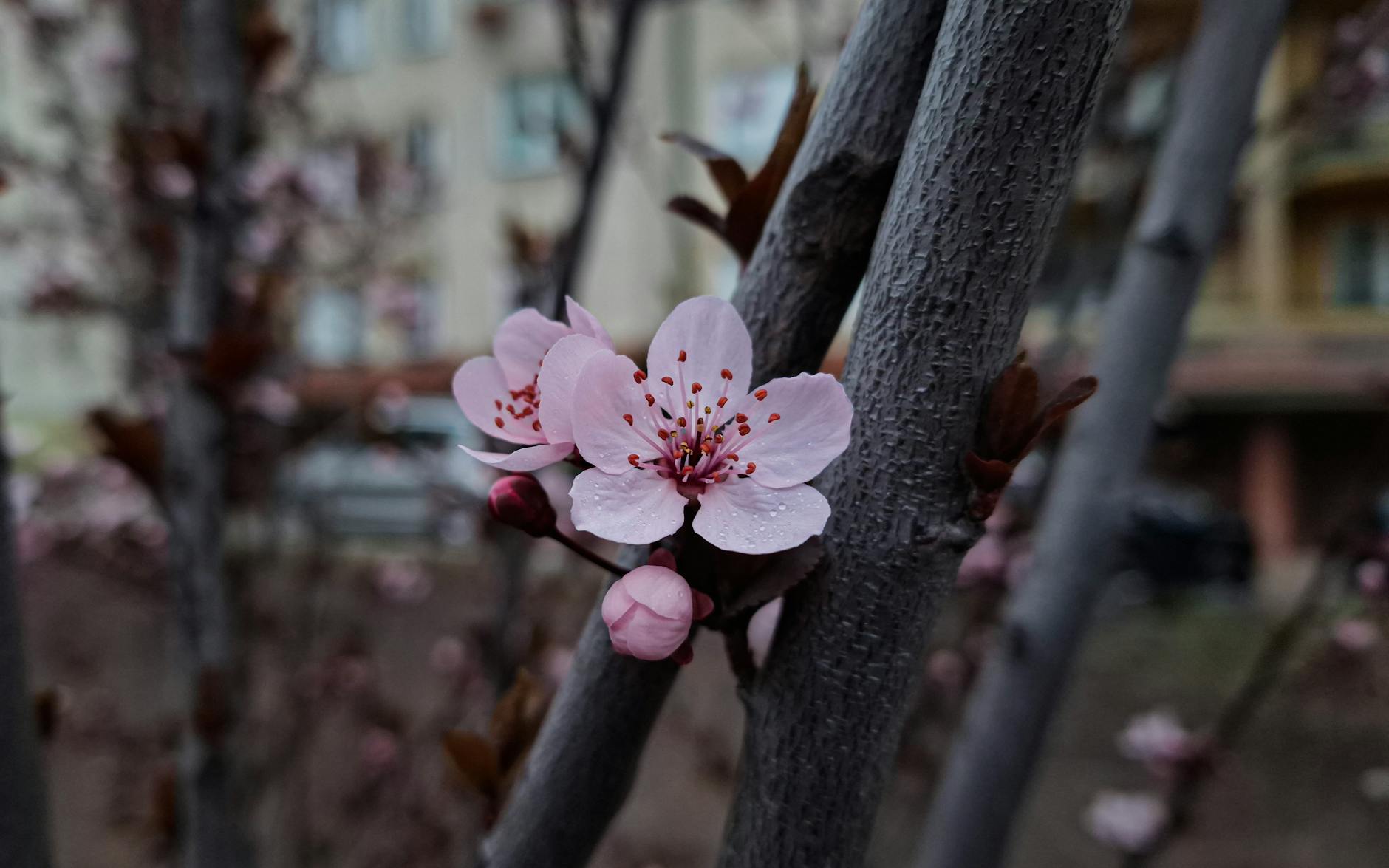 Za 5 dni: Chełmno wita wiosnę! Kwitnienie wiśni i czereśni
